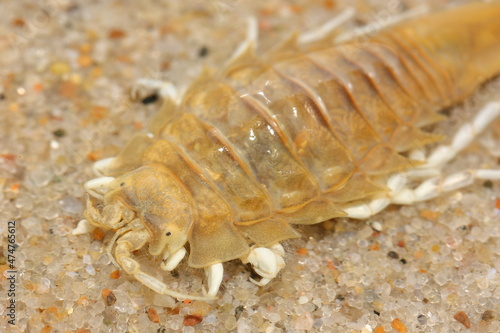 Head of benthic isopod crustacean (Saduria entomon) on the sandy ground from the Baltic sea photo
