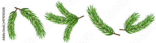 Pine tree branch isolated fir vector decoration xmas green background evergreen transparent spruce
