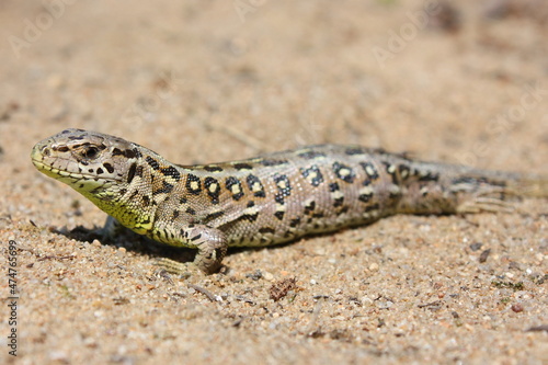 The sand lizard (Lacerta agilis) female on a sandy beach in natural habitat