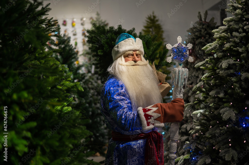Russian Santa Claus in the store of artificial Christmas trees. 