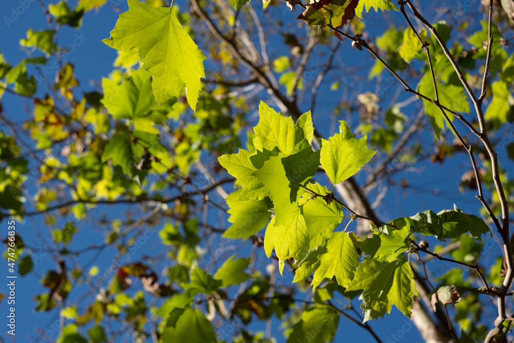 bright green sycamore leaves with a blue sky bright green sycamore leaves with a blue sky