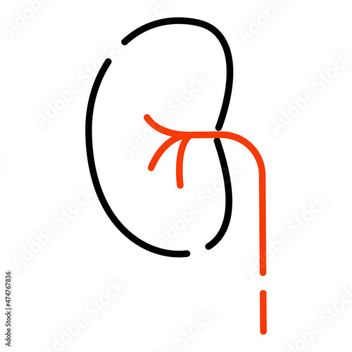 Kidney