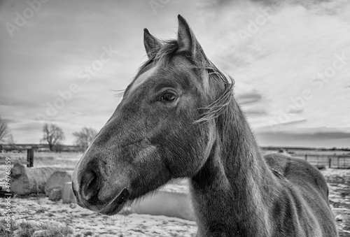 Portrait of a horse in Montana.