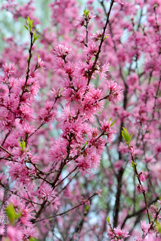 Obraz premium 菊桃