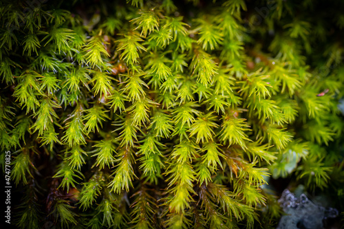 Green moss on wood.