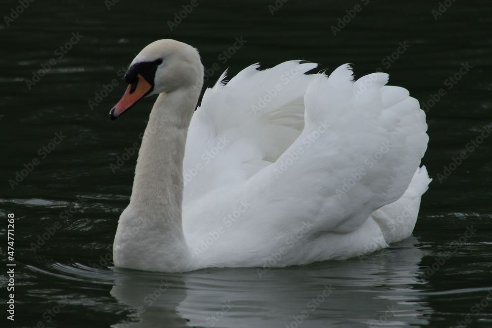 Fototapeta premium cygne