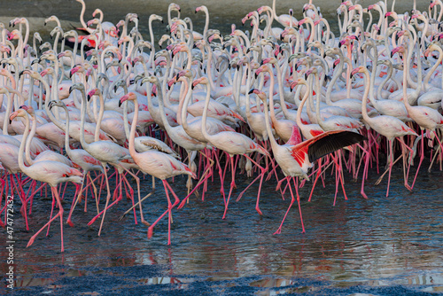 Flamingo - Ras Al Khor Wildlife Sanctuary, Dubai, UAE
