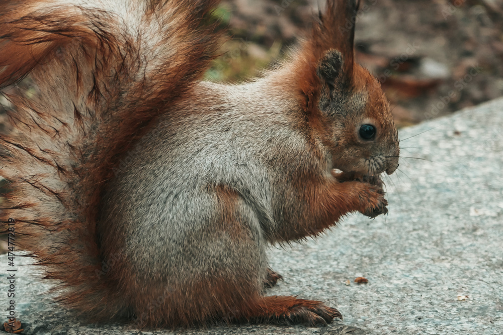 Beautiful forest squirrel close up. Squirrel in the park with a nut. Beautiful forest squirrel close up. Squirrel in the park with a nut.