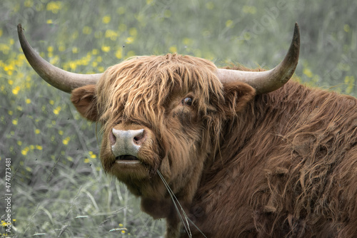 scottish highland bull with big horns