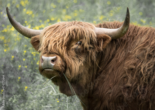 scottish highland cattle bull