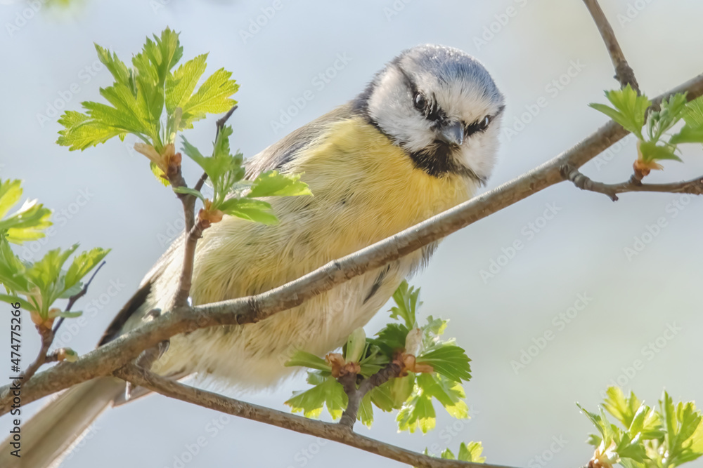 Obraz premium Blaumeise im Baum