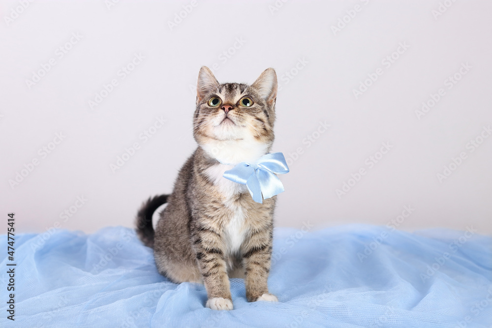 Gray kitten with a blue bow sitting on a blue background. Close up portrait of a cute kitten. Gray Cat with green eyes 
posing for the camera. Pet care .Tabby. Cat on a light background. Pets 