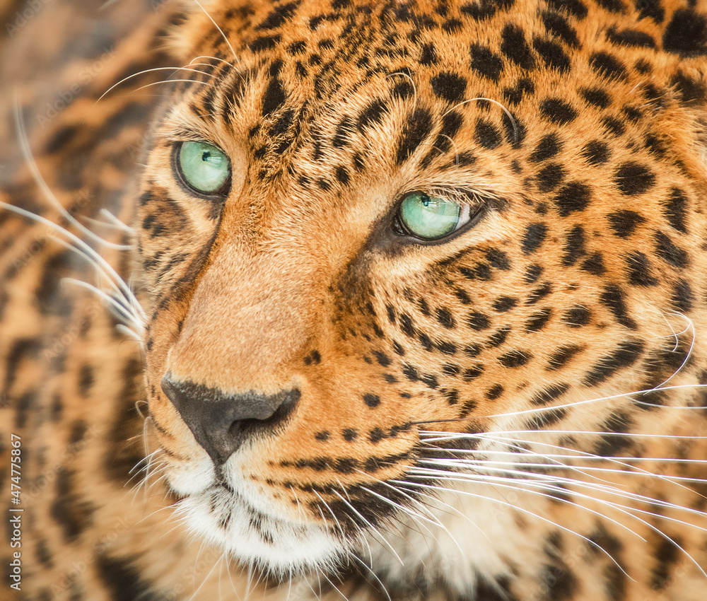 Close-up of a leopard with blue eyes