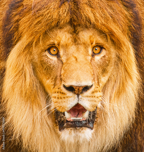 African male lion headshot looking into camera  surprised emotions.