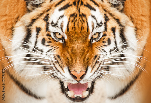 Close-up of a Amur Tiger portrait.