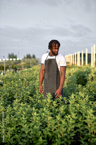 black american man in uniform harvesting from hydroponics vegetable farm in greenhouse garden in morning, alone. Agriculture organic for health, Vegan food, Small business concept.