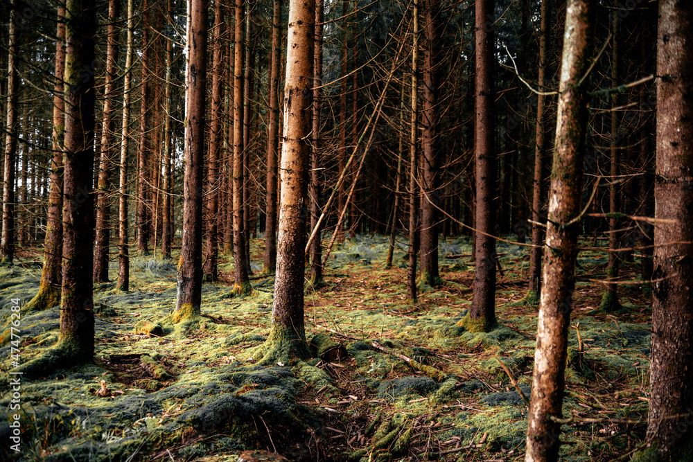 Herbstwald Herbstwald