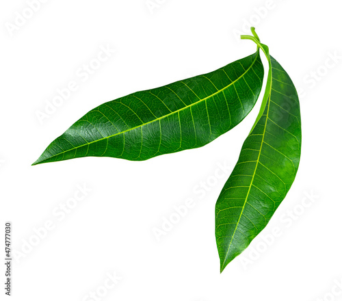 Two green mango leaves close up isolated on white background. photo