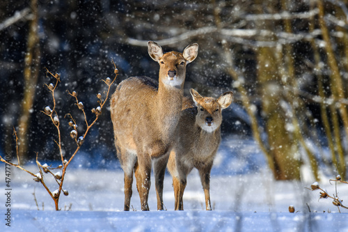 Female Roe deer in the winter forest. Animal in natural habitat