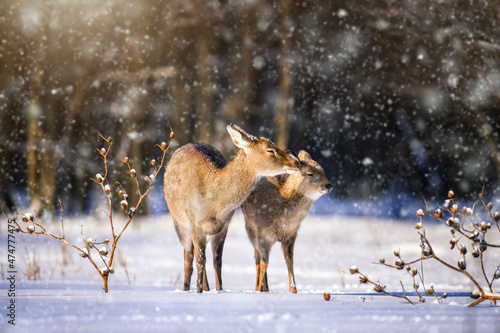 Female Roe deer in the winter forest. Animal in natural habitat © byrdyak