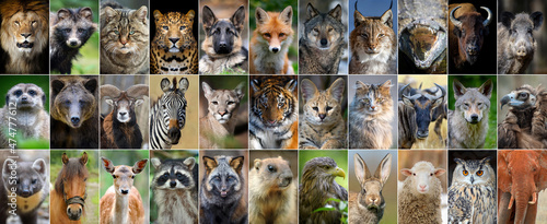 Obraz na plátně Close up collage of 33 portraits of animals
