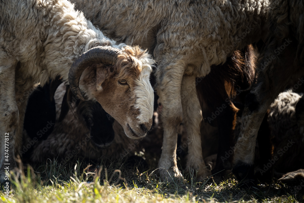 Wild Mountain goats are sold in the Pokhara market for animal sacrifice for local Hindu festival Dashain Dussehra in Katmandu, Nepal. Wild Mountain goats are sold in the Pokhara market for animal sacrifice for local Hindu festival Dashain Dussehra in Katmandu, Nepal.