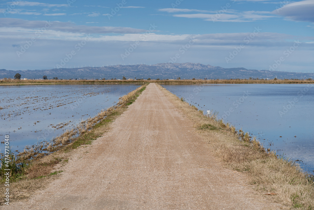 path inbetween two flooded rice fields  - Delta del Ebro, Catalonia