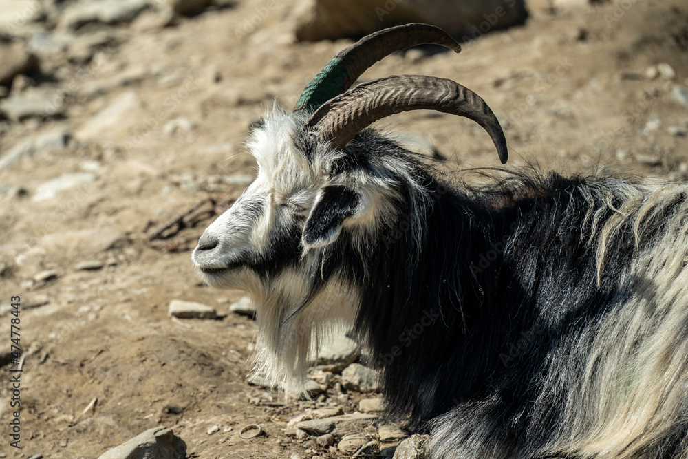 Wild Mountain goats are sold in the Pokhara market for animal sacrifice for local Hindu festival Dashain Dussehra in Katmandu, Nepal. Wild Mountain goats are sold in the Pokhara market for animal sacrifice for local Hindu festival Dashain Dussehra in Katmandu, Nepal.