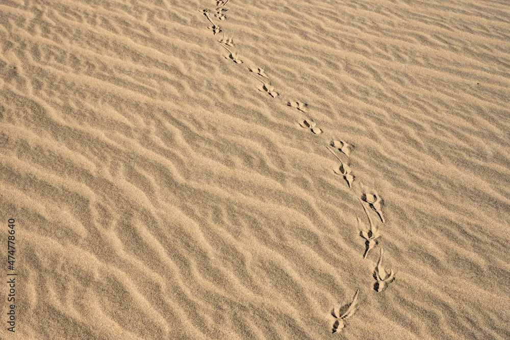 Animal Prints Curve Across Sand Dune Animal Prints Curve Across Sand Dune