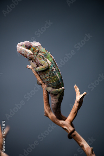Chameleon on branch portrait macro stacked image 4 