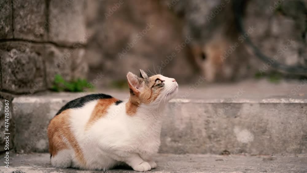 The cat looks into the distance. The cat looks into the distance.