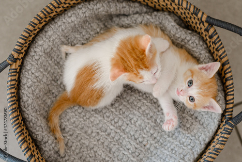deux chatons roux et blanc sur une couverture grise dans leur panier, un regarde l'objectif et le deuxième est vu de dessus photo