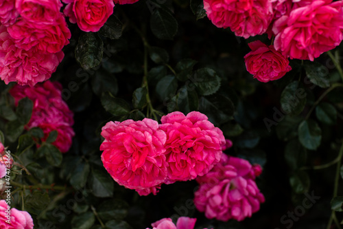Fototapeta Naklejka Na Ścianę i Meble -  Bush of roses on bright summer day. Rose flower on background blooming pink roses flower in the garden of roses. Nature. Soft focus.