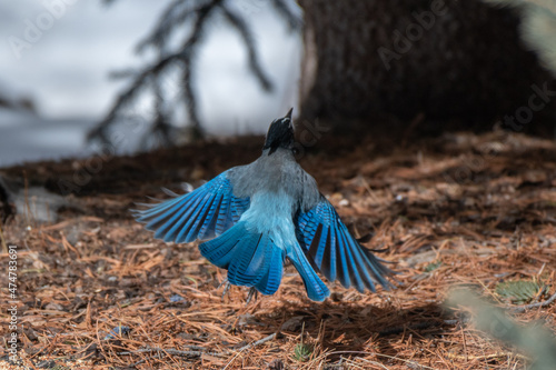 Steller's Jay in flight - Frisco - Colorado - USA photo