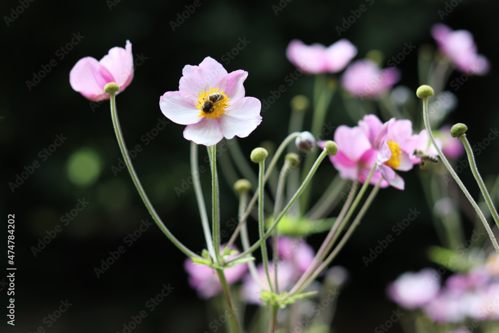pink and white flowers with bee