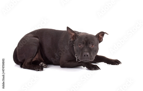 Portrait of an staffordshire terrier dog isolated