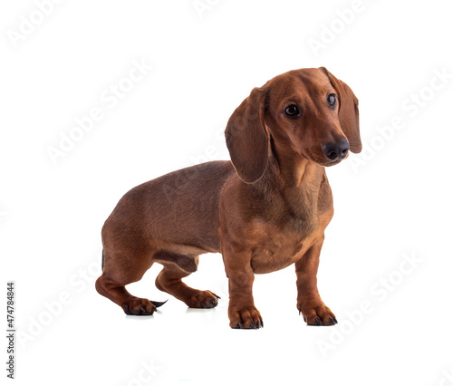 Dachshund, sausage dog, standing © emmapeel34