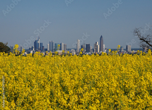 View From The Rapeseed Fields In The Taunus Hills To The Skyline Of The Banker's City Frankfurt Am Main In Hesse Germany On A Beautiful Spring Day With A Clear Blue Sky