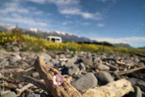Close up flower landscape in the mountains with van