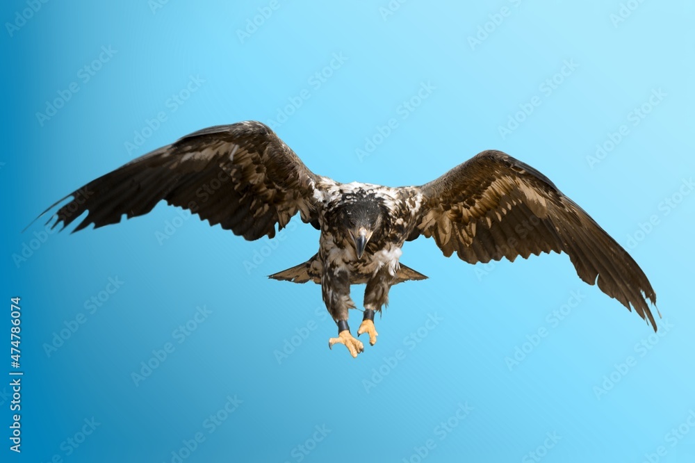 Fototapeta premium Beautiful black wild Eagle flying