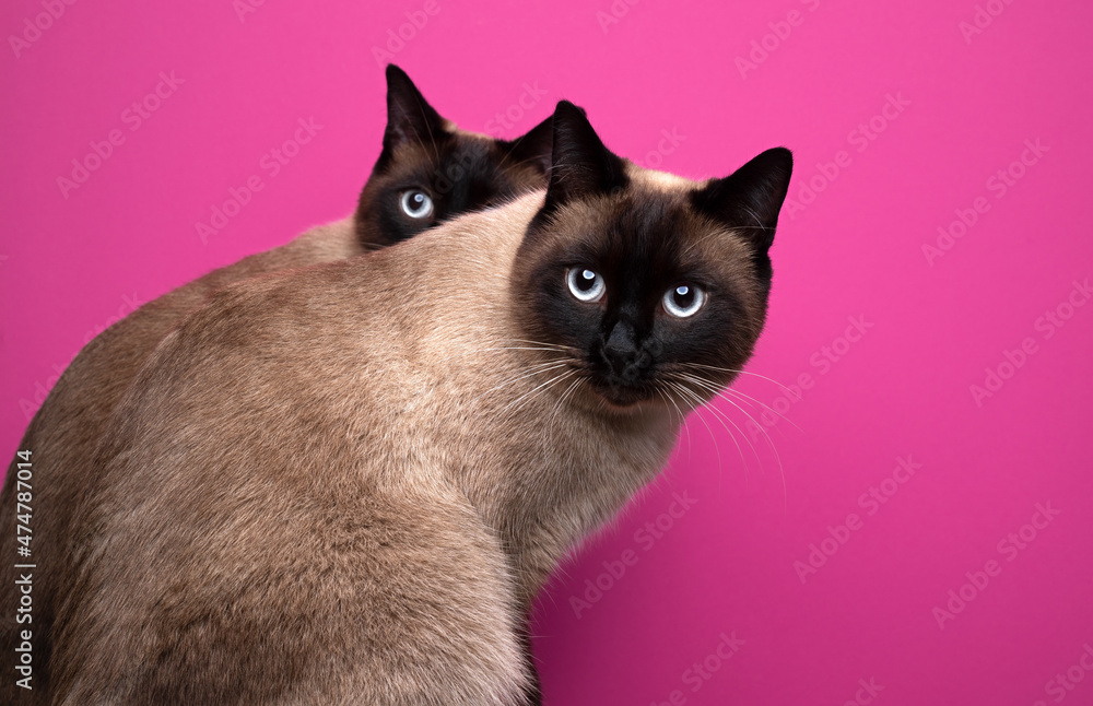 two similar looking seal point siamese cats sitting side by side looking back curiously on pink background with copy space