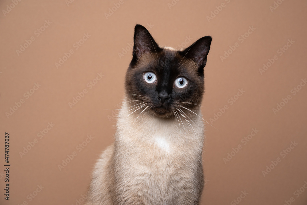 seal point siamese cat looking at camera curiously portrait on brown background with copy space