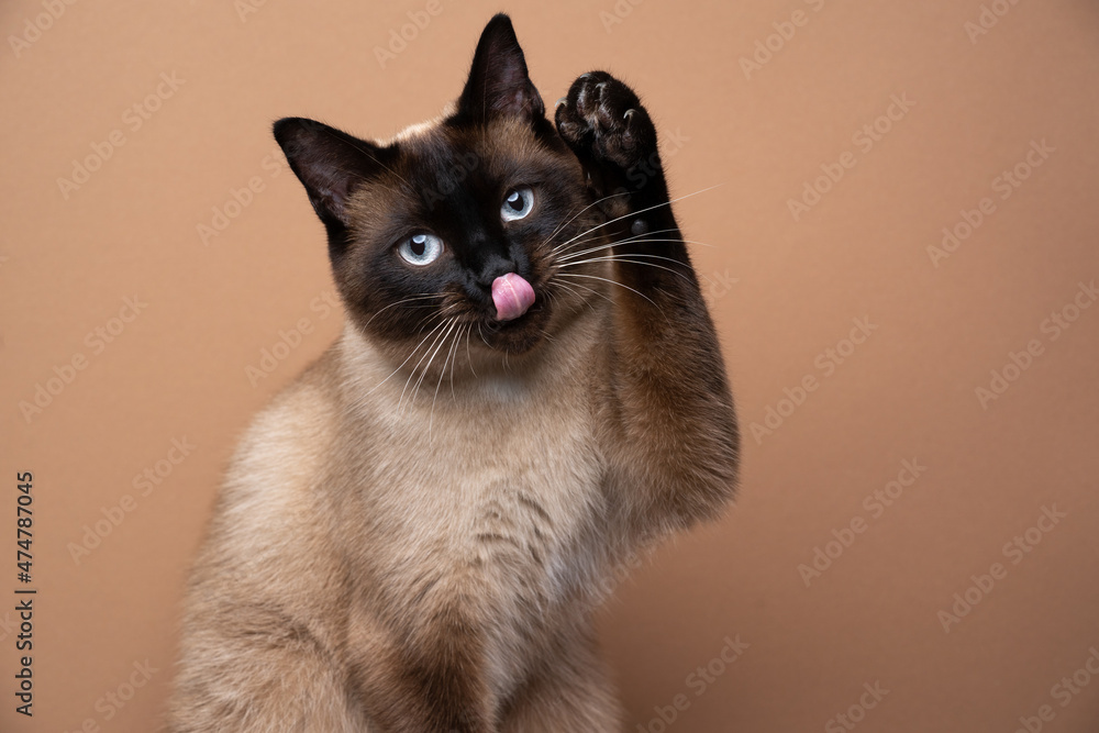 cute playful seal point siamese cat raising paw sticking out tongue grooming on brown background with copy space