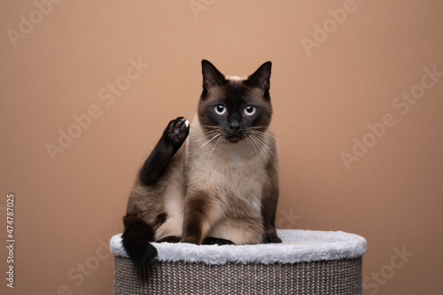seal point siamese cat sitting on scratching barrel looking curiously at camera during grooming on brown background with copy space photo