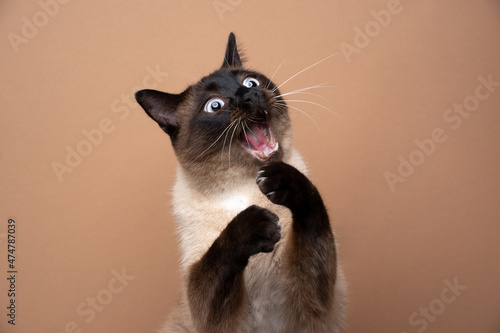Fotografie funny seal point siamese cat playing raising paws making funny face with mouth o
