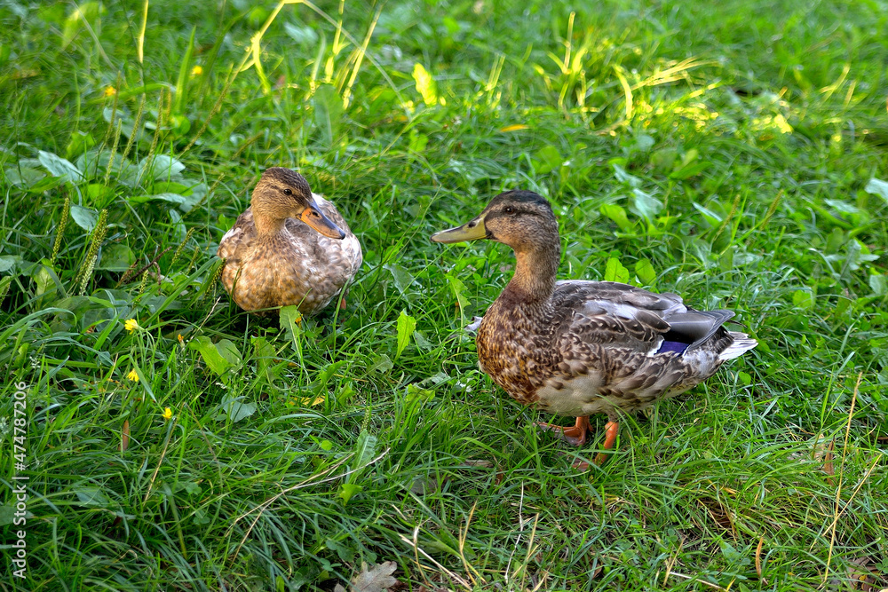 drake and duck, pair of wild ducks on green grass, close-up, selective focu drake and duck, pair of wild ducks on green grass, close-up, selective focu