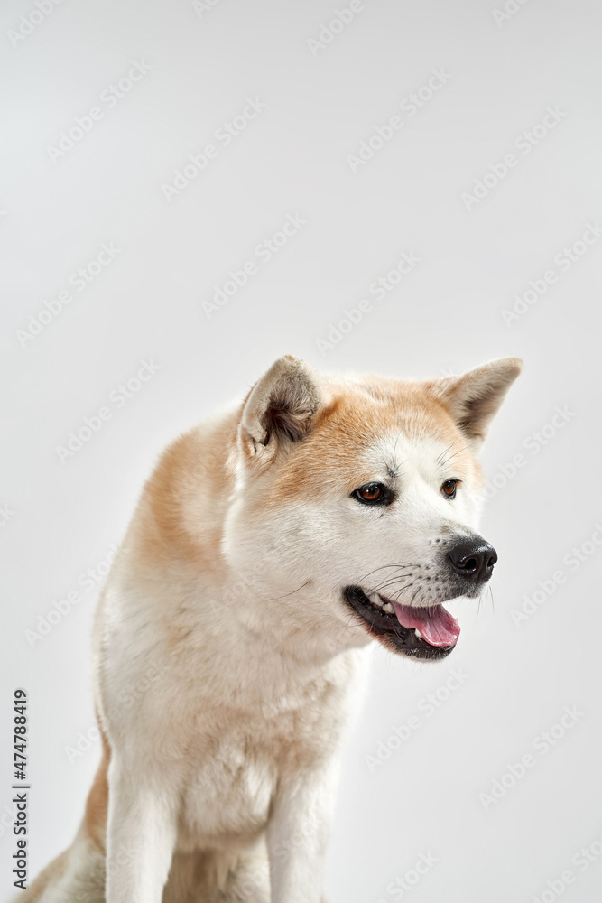 Shiba Inu dog sitting on floor and looking away