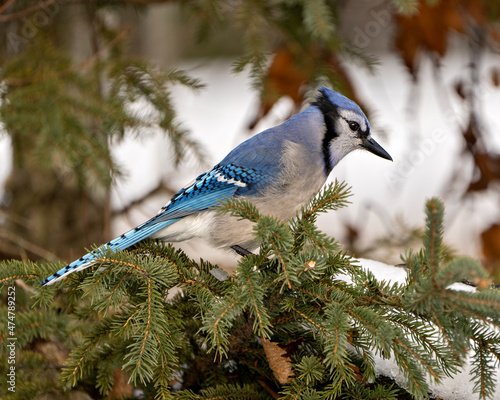 Blue Jay Photo and Image. Perched on a fir branch with a blur background in its environment and habitat surrounding.
