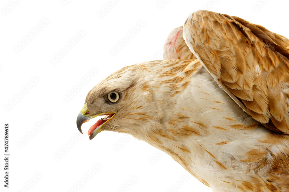 Fototapeta premium The eagle head features on a white background