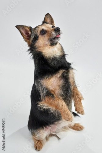 Fototapeta Chihuahua dog standing on hind paws and looking up